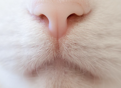 고양이 코 사진.