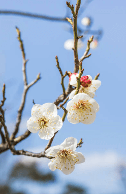 봄에 피는 꽃 순서