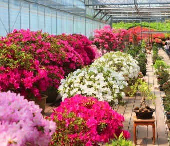 베어트리파크 철쭉제