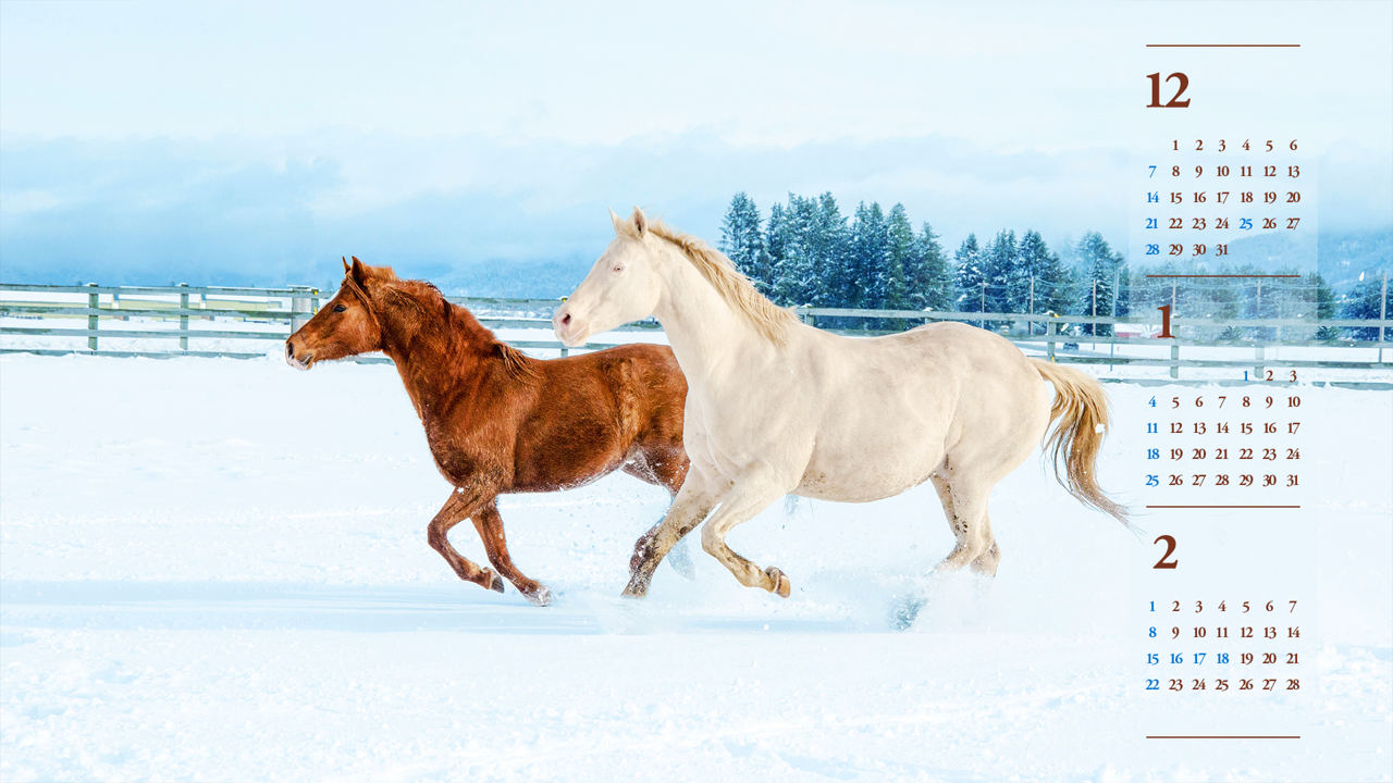 03 눈 위의 흰색 말과 갈색 말 B - 2026년1월 달력배경화면