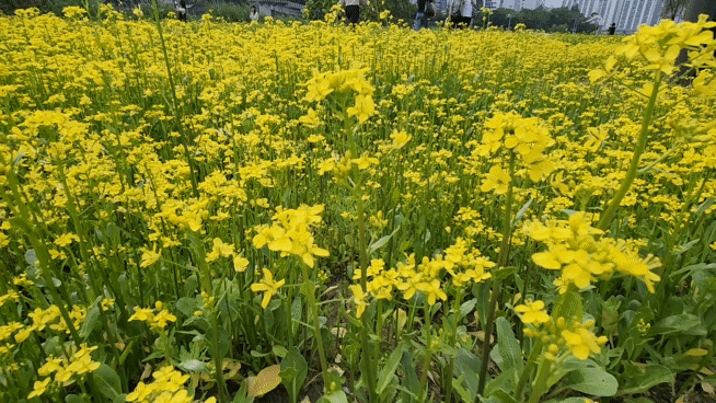 유채꽃동영상