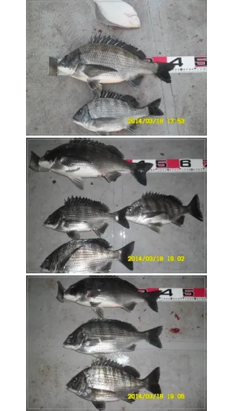 디낚 점주 조황 전국 바다낚시 출조 꿀팁_3