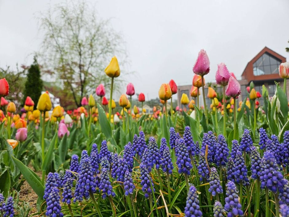 용인 자작나무숲 봄꽃축제