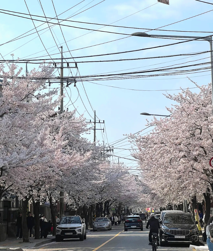 망원동 숨겨진 벚꽃 명소1-6