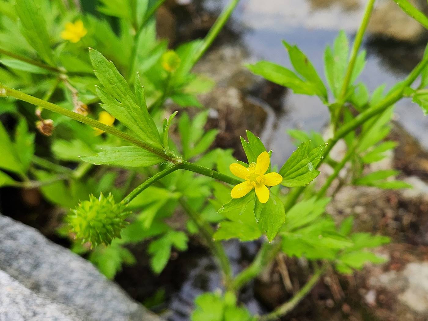 털개구리미나리