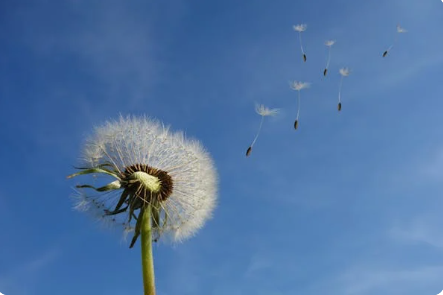 간에 좋은 약초