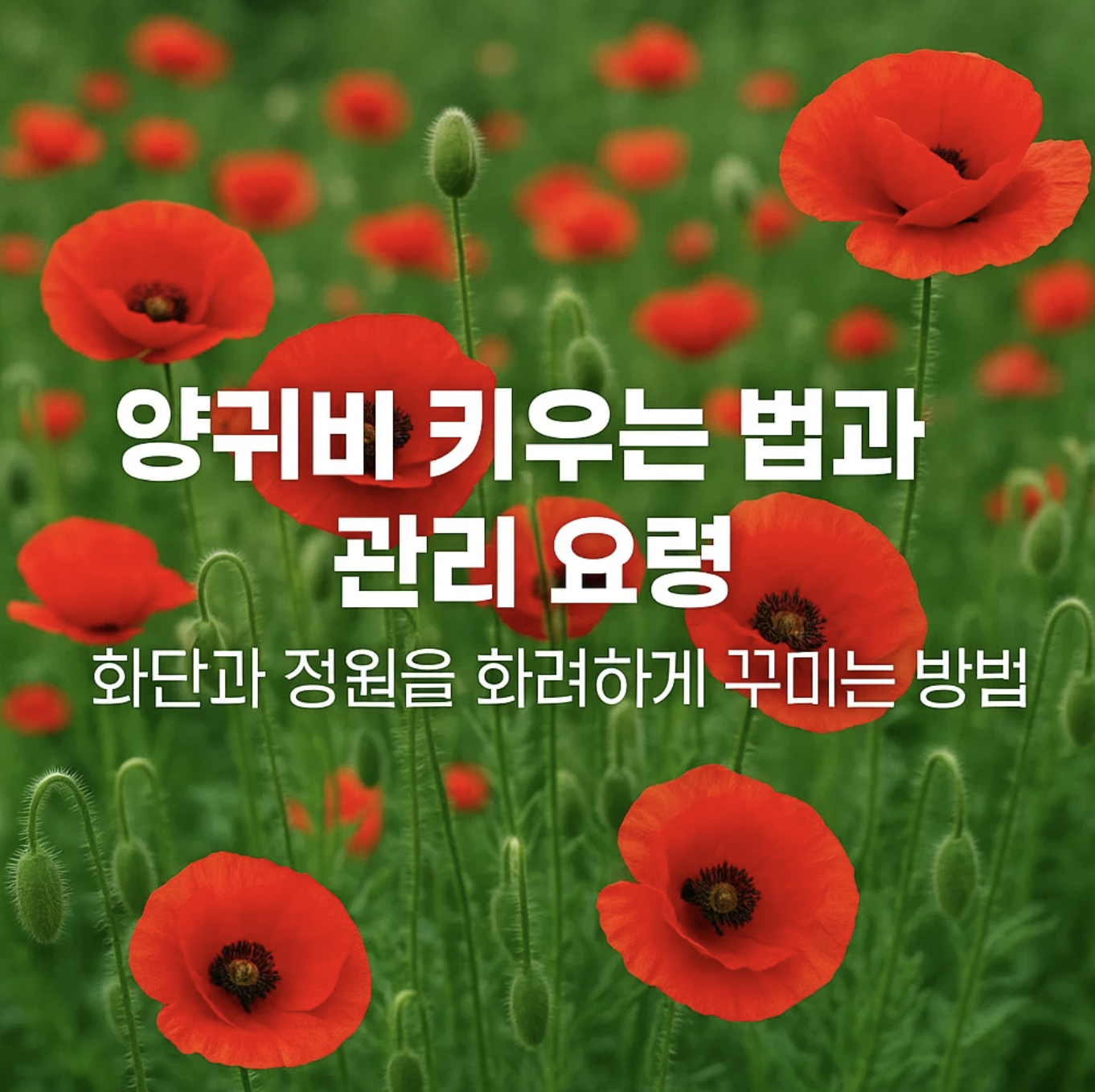 양귀비 키우는 법과 관리 요령, 화단과 정원을 화려하게 꾸미는 방법