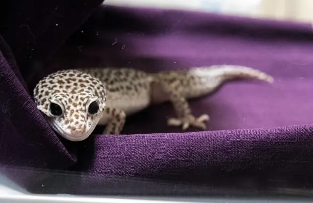 초등학생 생일선물