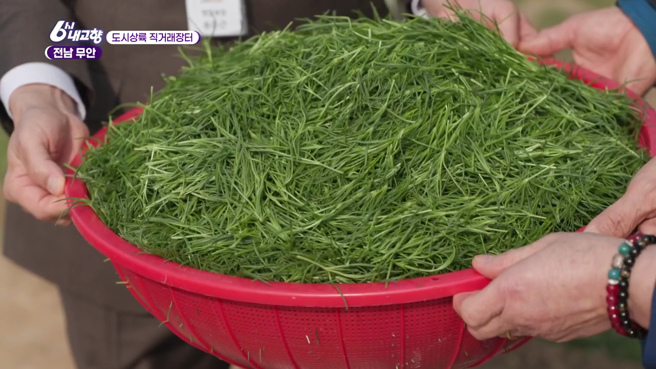 6시내고향 도시상륙 직거래장터 전남 무안 세발나물