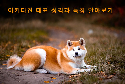 아키타견 대표 성격과 특징 알아보기