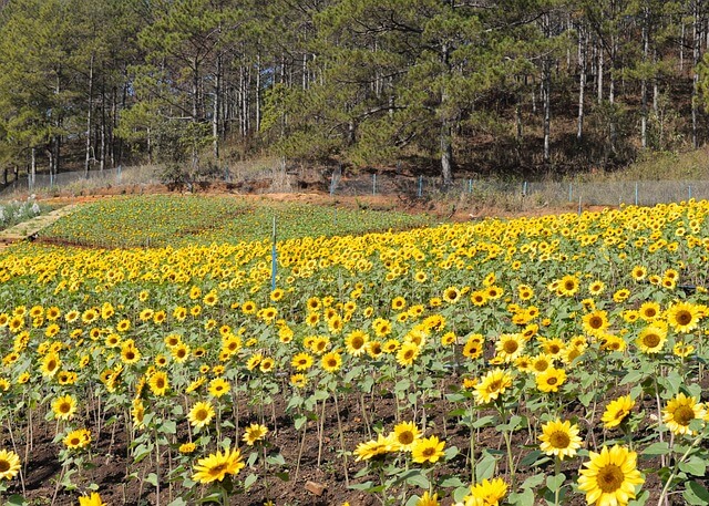 태백 해바라기 축제