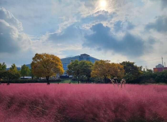 하남 미사경정공원 단풍&middot;핑크뮬리&middot;호수 산책로 주차 및 맛집, 주변명소 사진