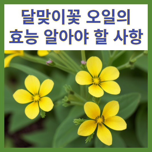 달맞이꽃오일