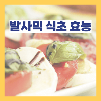 발사믹 식초 효능