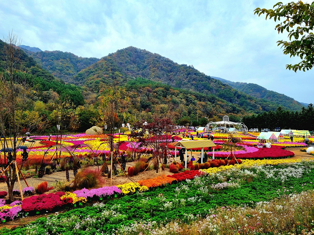 다시 찾아간 2024 인제 가을꽃축제: 국화&amp;#44; 야생화&amp;#44; 수변산책로&amp;#44; 숲 속 꽃길의 매력
