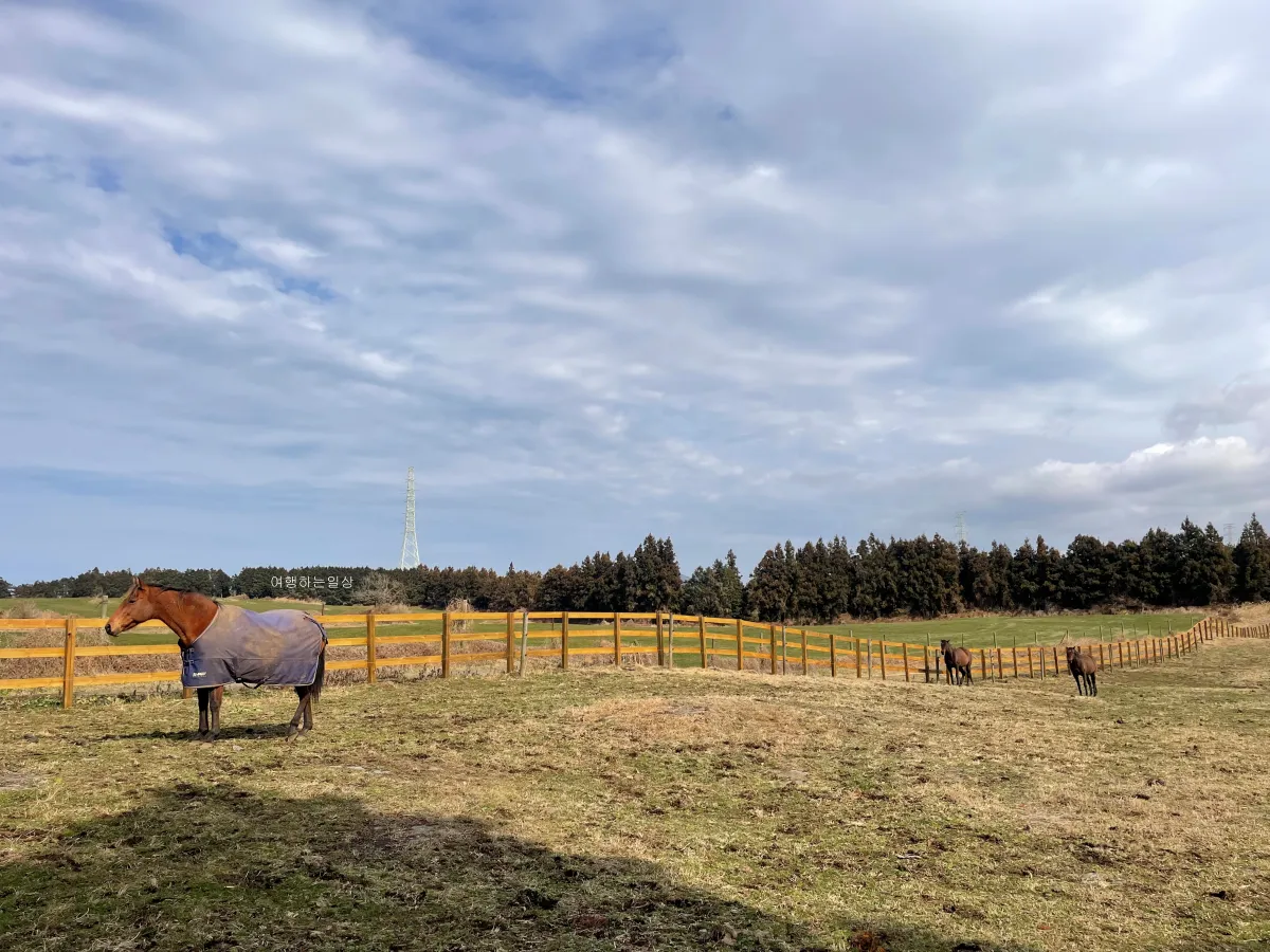 겨울-제주여행-무료로-말-구경할-수-있는-성이시돌목장-소요시간-아이스크림-후기