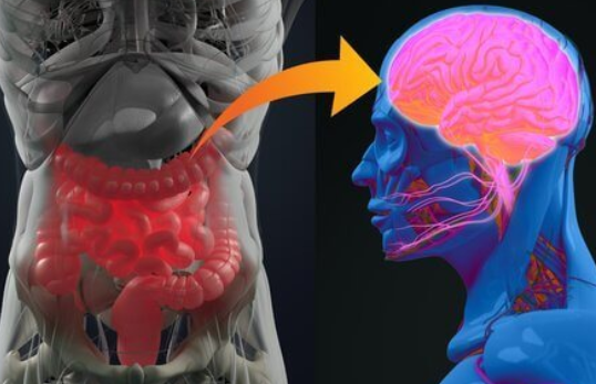 마이크로바이옴과 뇌의 연결작용