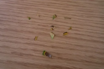 화분 잎타는 현상 예방 차광커튼 시간대조절 직사광관리 요령_4