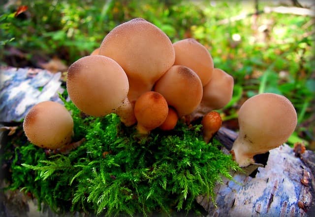 바이오 소재 공예의 미래: 자연에서 얻은 혁신적 친환경 재료