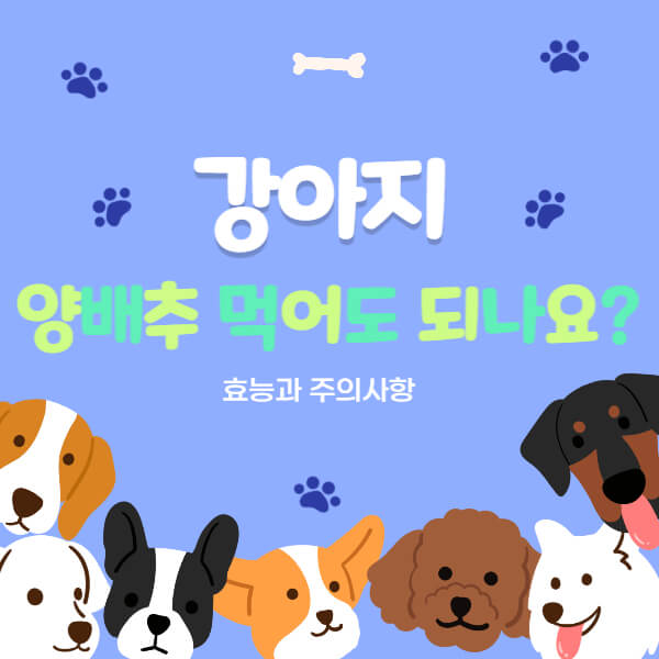 강아지_양배추_썸네일