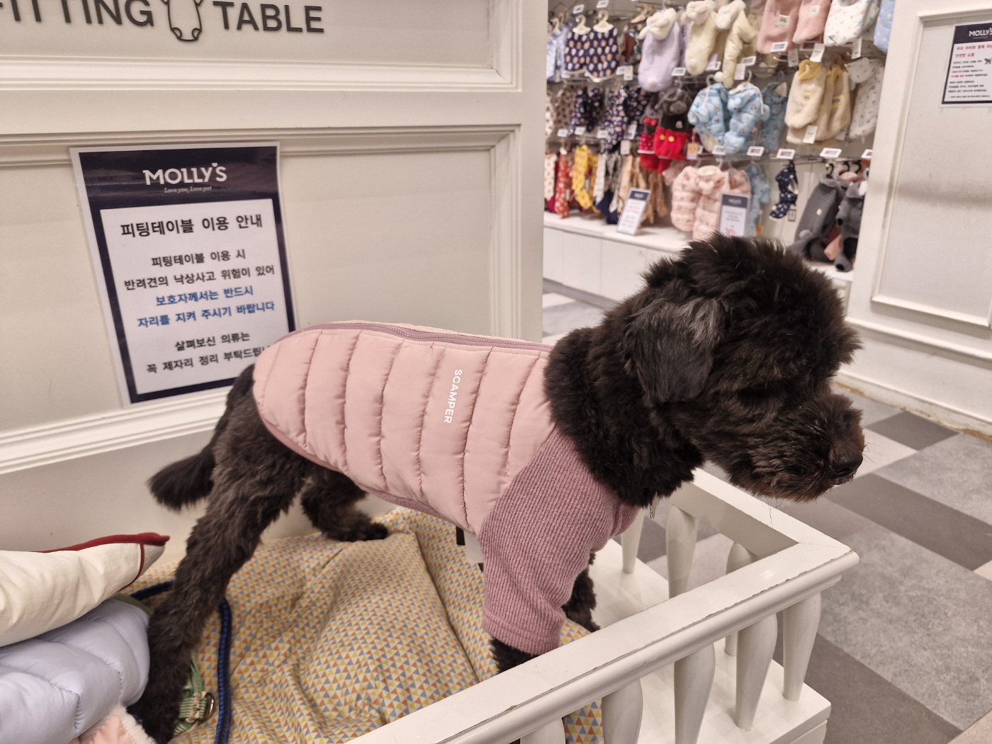 강아지 겨울철 위험 포인트