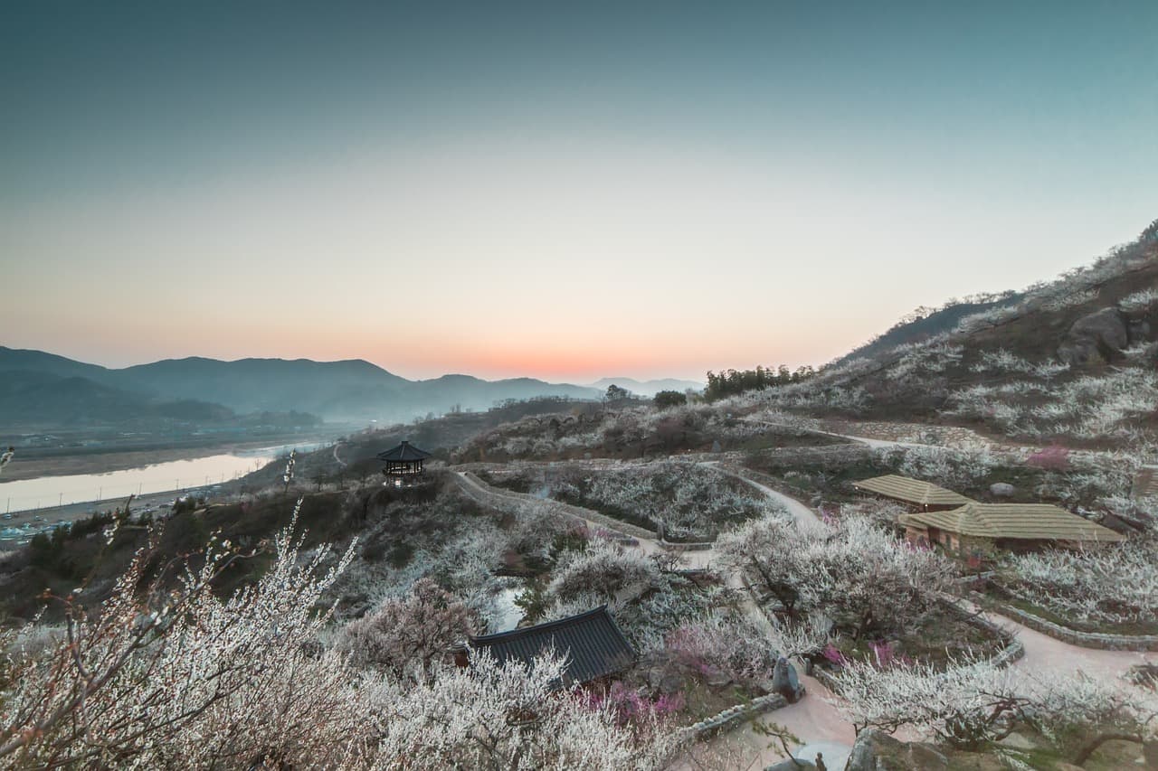일출 또는 일몰 시간에 산과 강이 보이는 풍경 속에서 매화가 만개한 모습.
