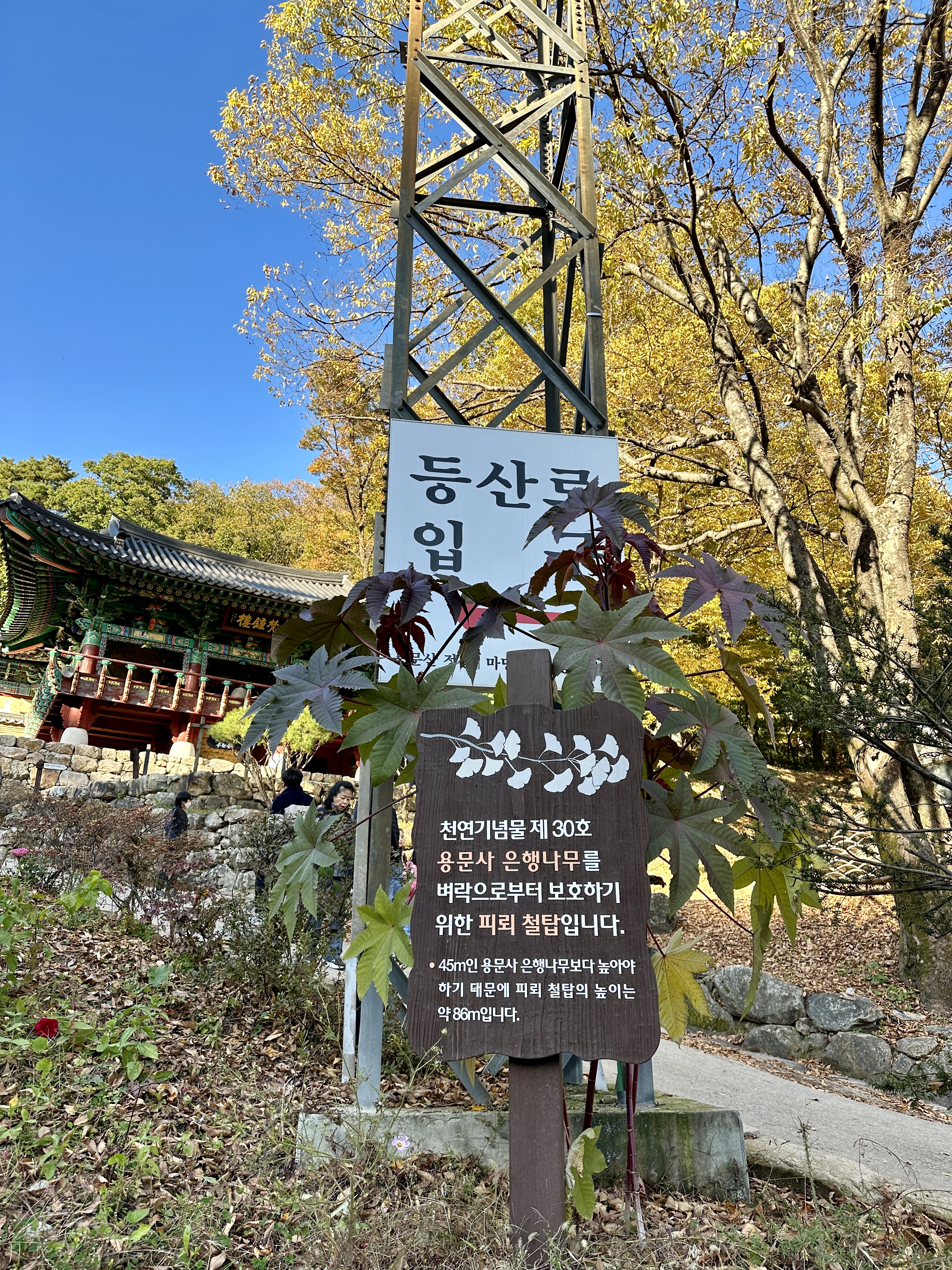 용문사 은행나무 보호 피뢰철탑