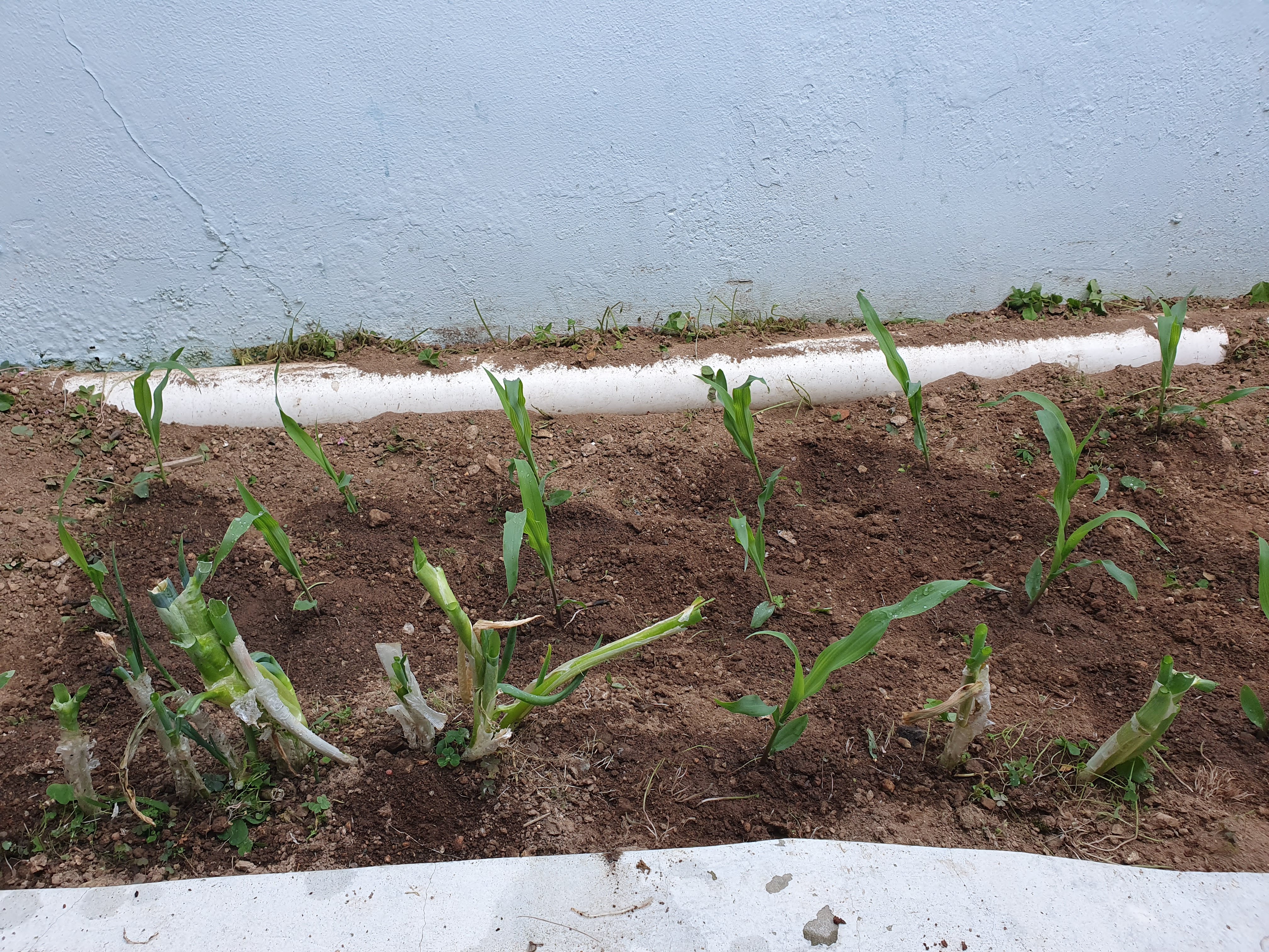 찰옥수수 심는 방법