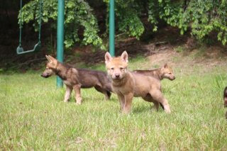 대전 오월드 늑대 늑구 탈출 원인 암컷 드론 생포