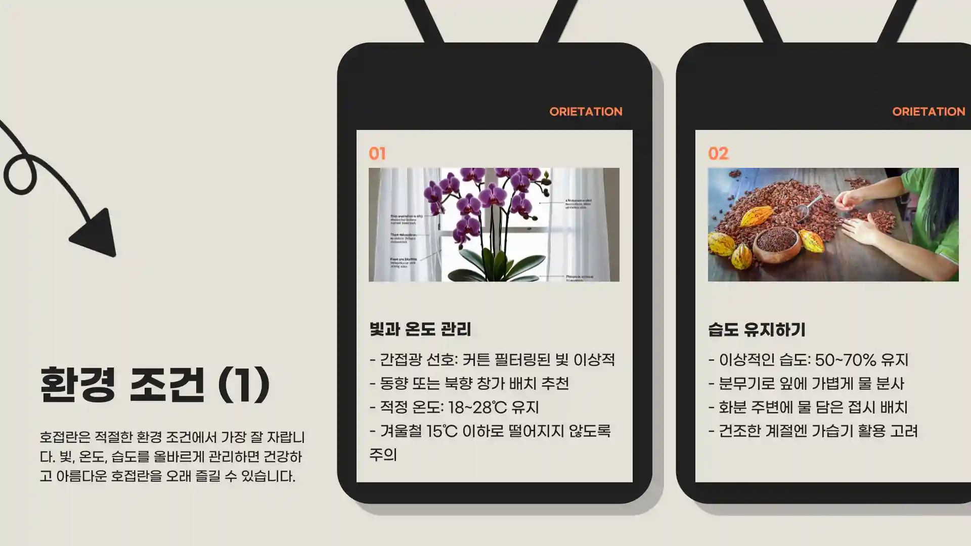 호접란 키우는 법 물주는 방법