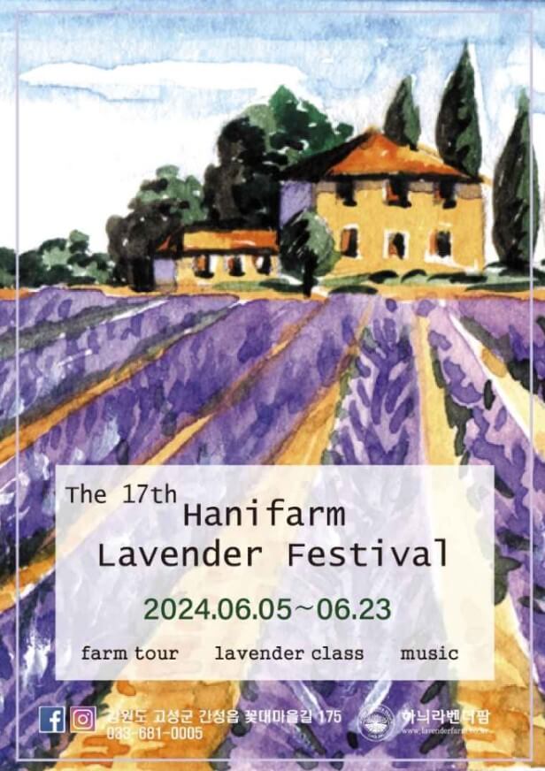 고성하늬팜라벤더축제