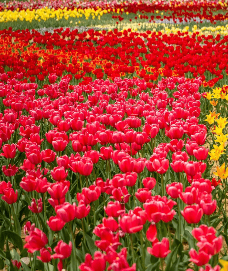 2025 풍기인삼축제 일정& 주차장