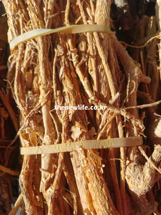 꾸지뽕 뿌리 나무 효능 루틴 플라보노이드