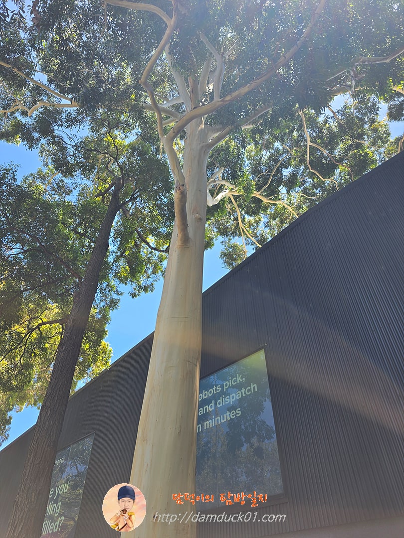 페리 공원 옆 특이한 나무