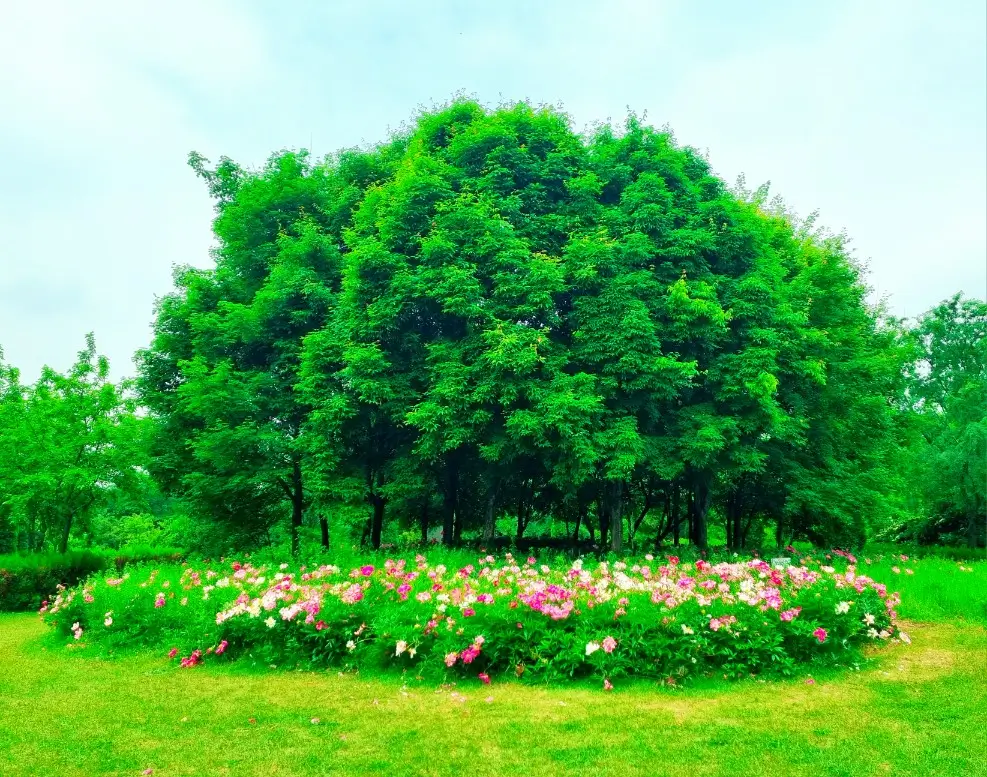 인천 드림파크 야생화단지: 봄꽃 축제 행사, 허브 화분 받기 이벤트 코스 안내, 카페, 주차