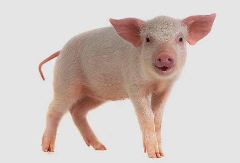 돼지가새끼낳는꿈 돼지가새끼를낳는꿈