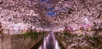 일본 벚꽃 명소 벚꽃 여행 개회시기 도쿄 벚꽃 축제_42