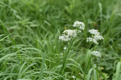 부추 효능과 영양성분, 부작용