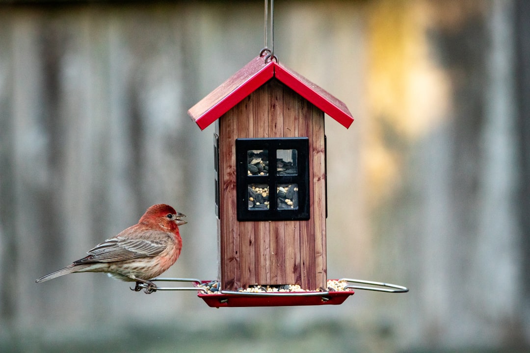 Feeder
