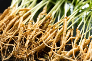 장뇌삼/출처:어도비스톡