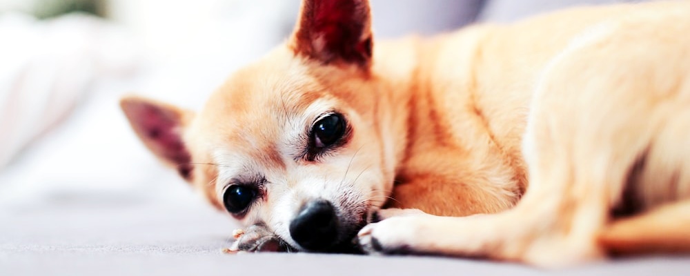 강아지 우울증 증상 5