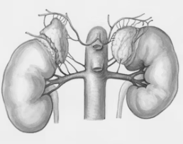 신장이 안좋으면 나타나는 증상