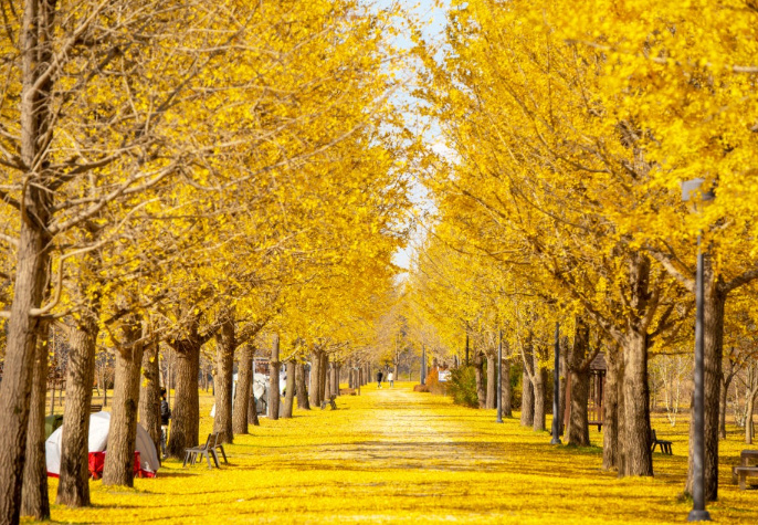 여주) 강천섬에서 걷고, 축제에서 쉰다