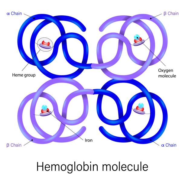 당화혈색소 정상수치 낮추는 방법