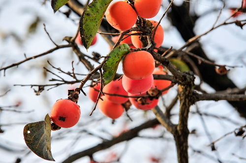 10월2일 임시공휴일 확정