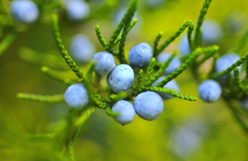 개복숭아효소의 효능 한눈에 보기 19
