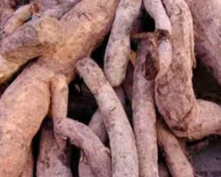 갱년기에 좋은 음식