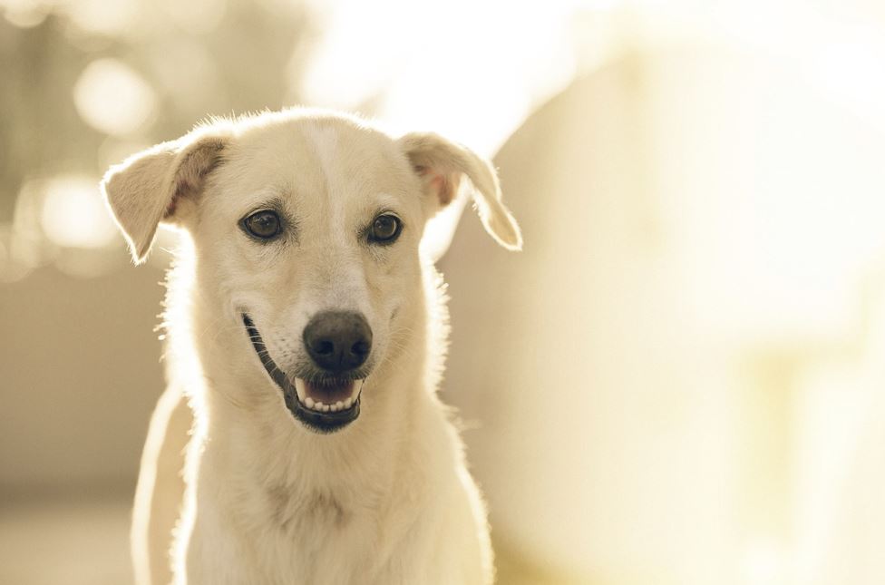 2026년 1월 개띠 운세 총정리