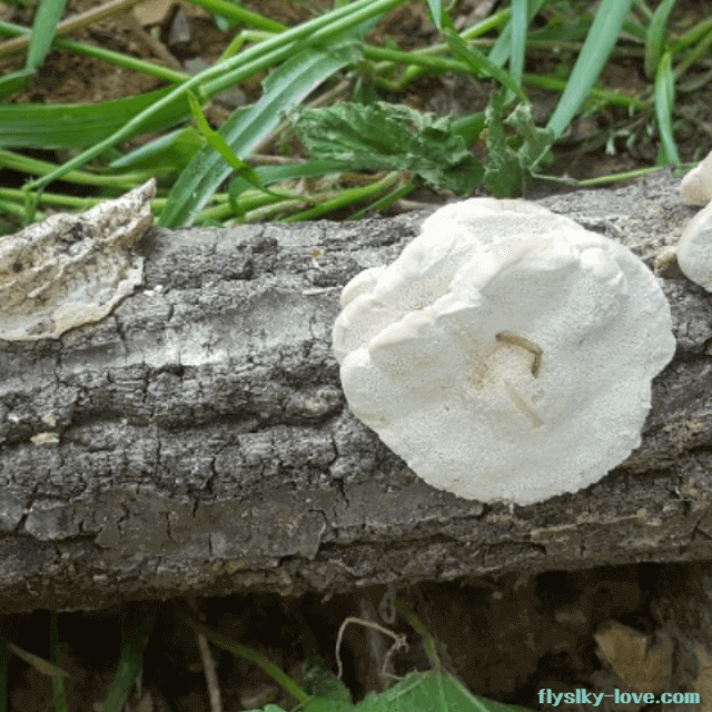 근손실 감소에 효과적인 시루송편버섯