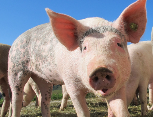 띠별 운세 11월 2일